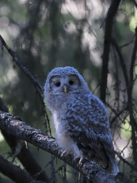 Viirupöllö, Ural Owl, Strix uralensis